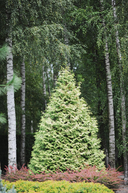Amerikansk Thuja 'BÓR' - sortsdokumentation billede