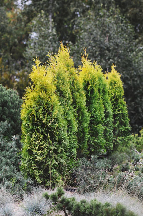 Amerikansk Thuja 'Golden Rocket' - specialsort dokumentation