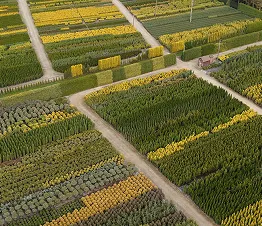 samling af klatreplanter i dyrkningspotter