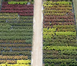 farvepalette af lyng og erica planter